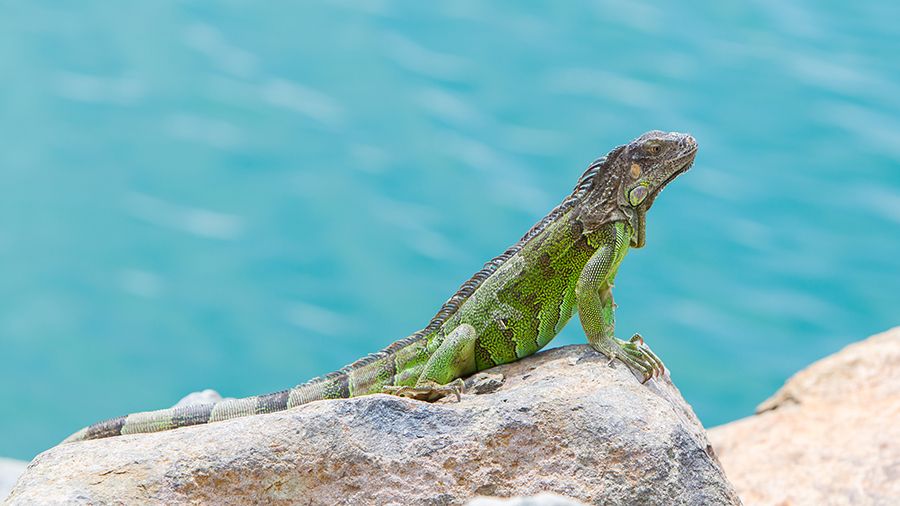 Rock-iguanas