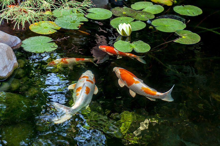 Koi-Pond-1