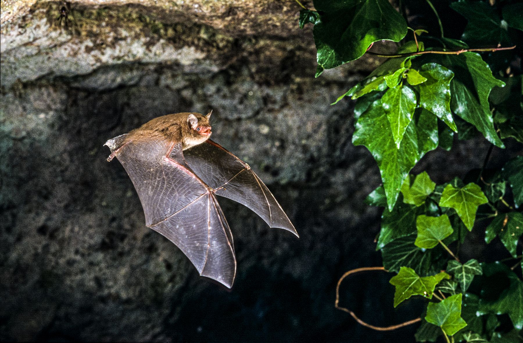 Cave-Bats-Turks-Caicos