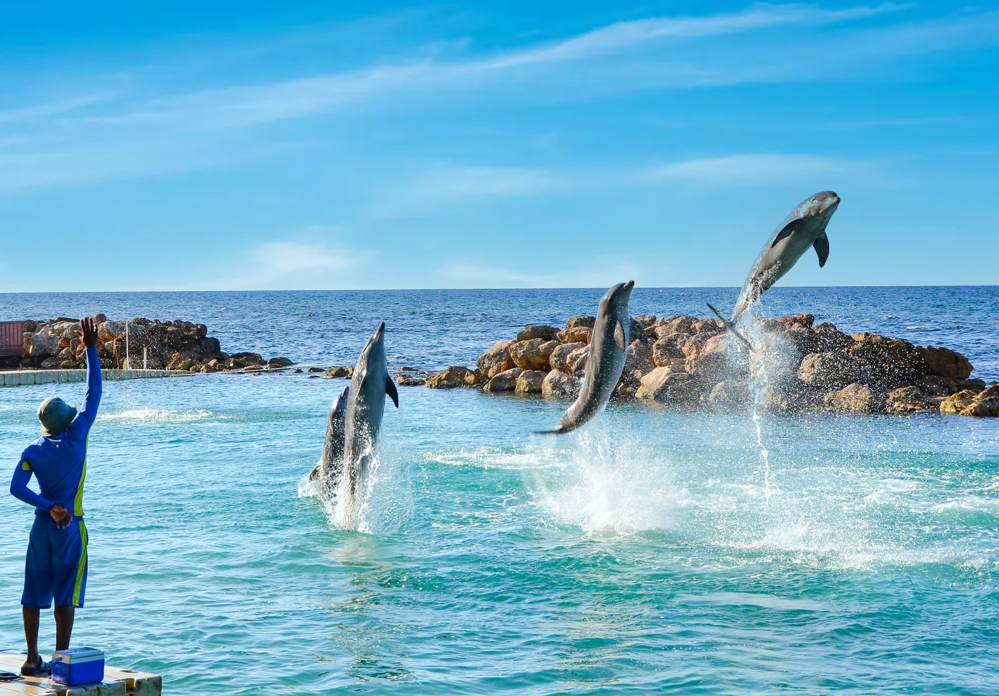 Dive Into Adventure At Dolphin Cove, Ocho Rios