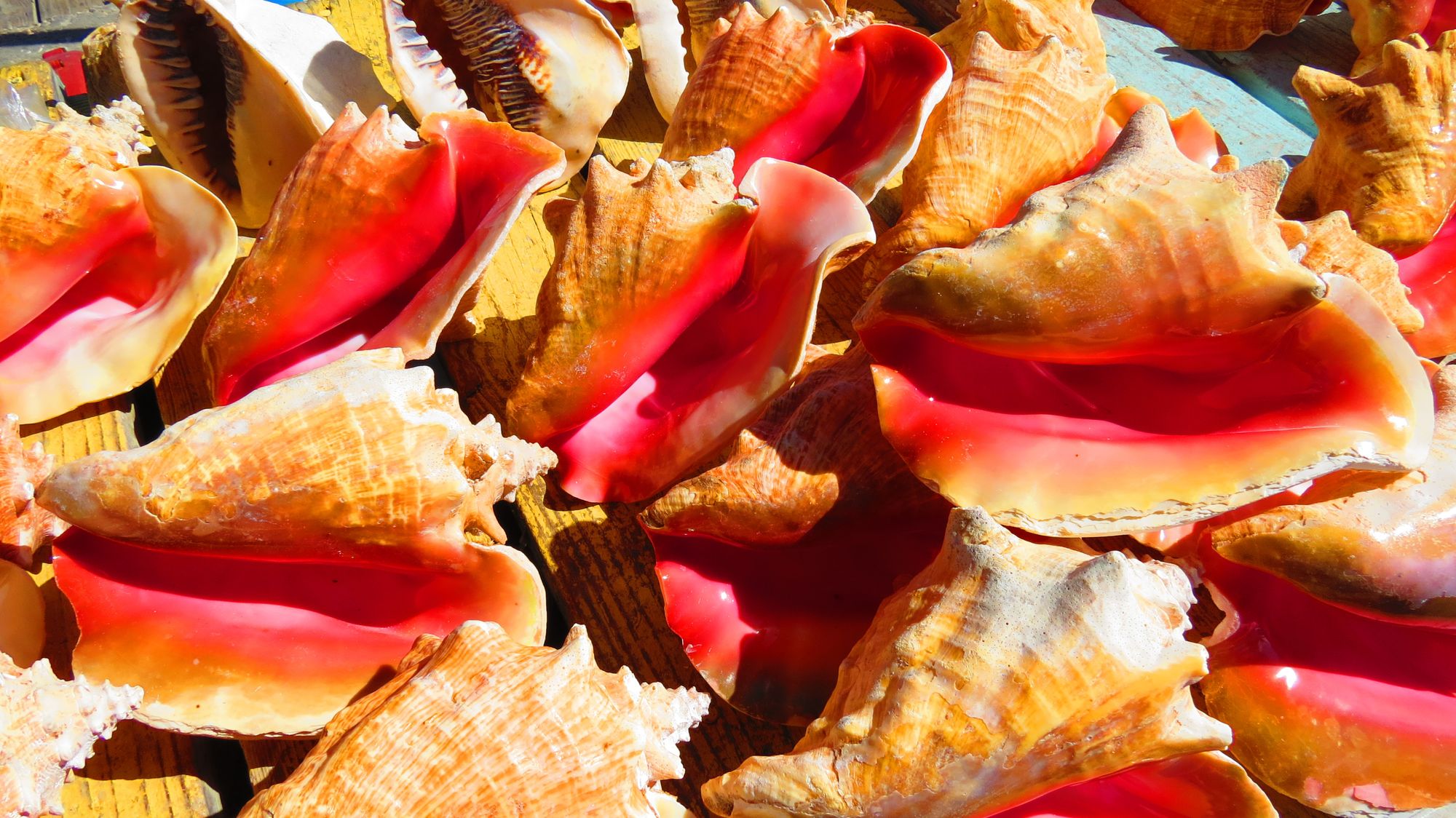 conch-shells