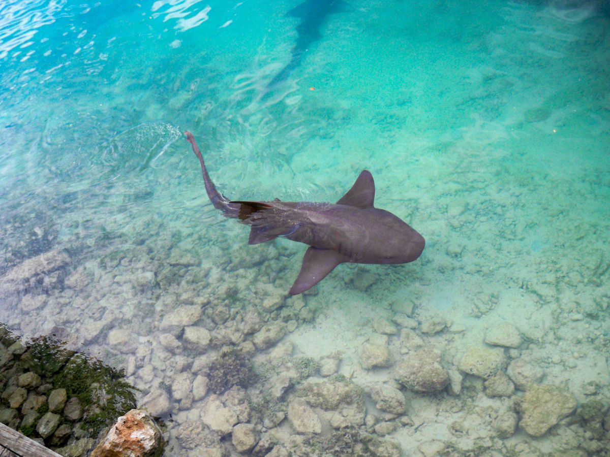 Dive Into Adventure At Dolphin Cove, Ocho Rios