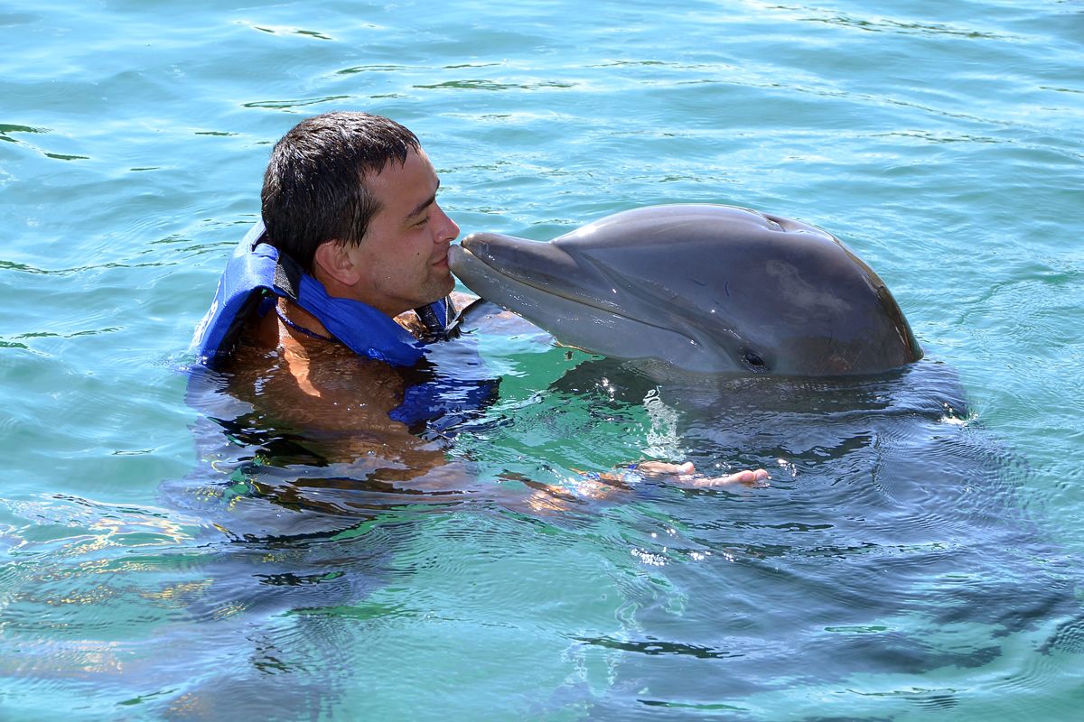 Dolphin Cove: Where Jamaica All-Inclusive Meets the Joy of Swimming with Dolphins in Puerto Seco