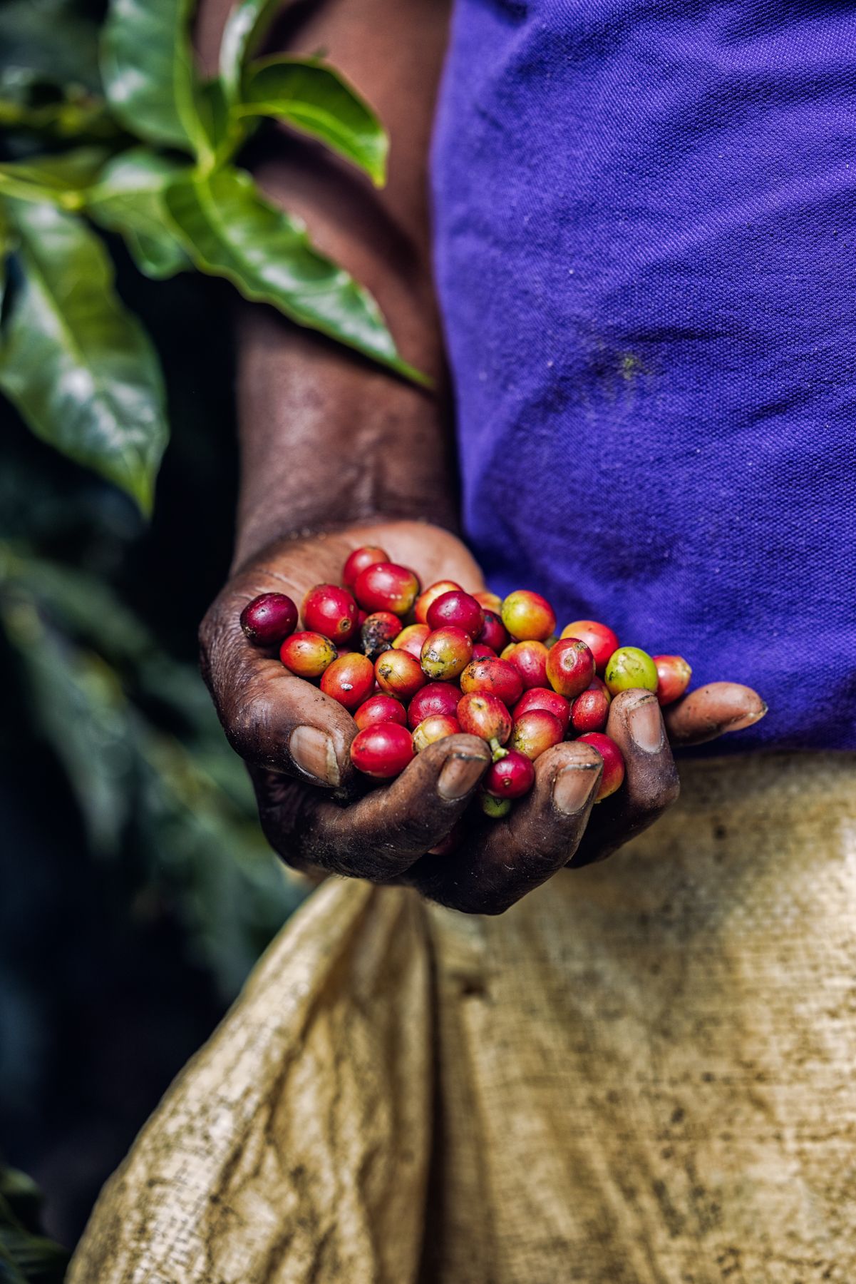 A-hand-full-of-Blue-Mountain-Coffee-fruit