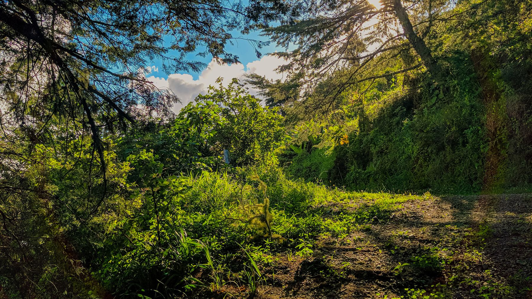 Fern Gully Natural Attraction In Jamaica Beaches