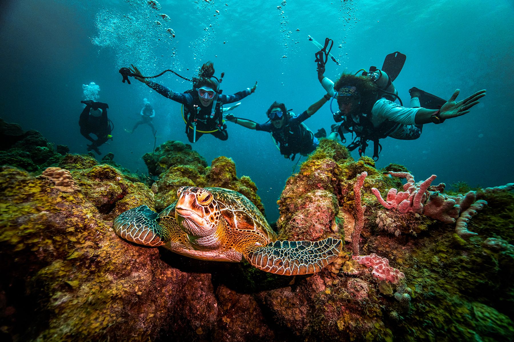 Sandals Curacao Padi Scuba Turtle