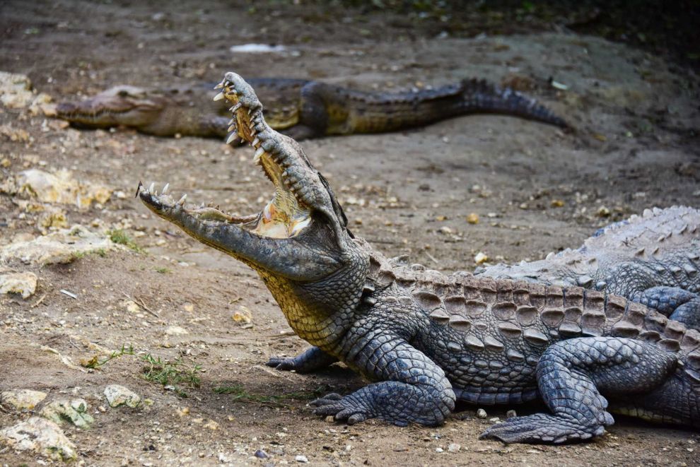 Jamaica Ocho Rios Swamp Safari Crocodile