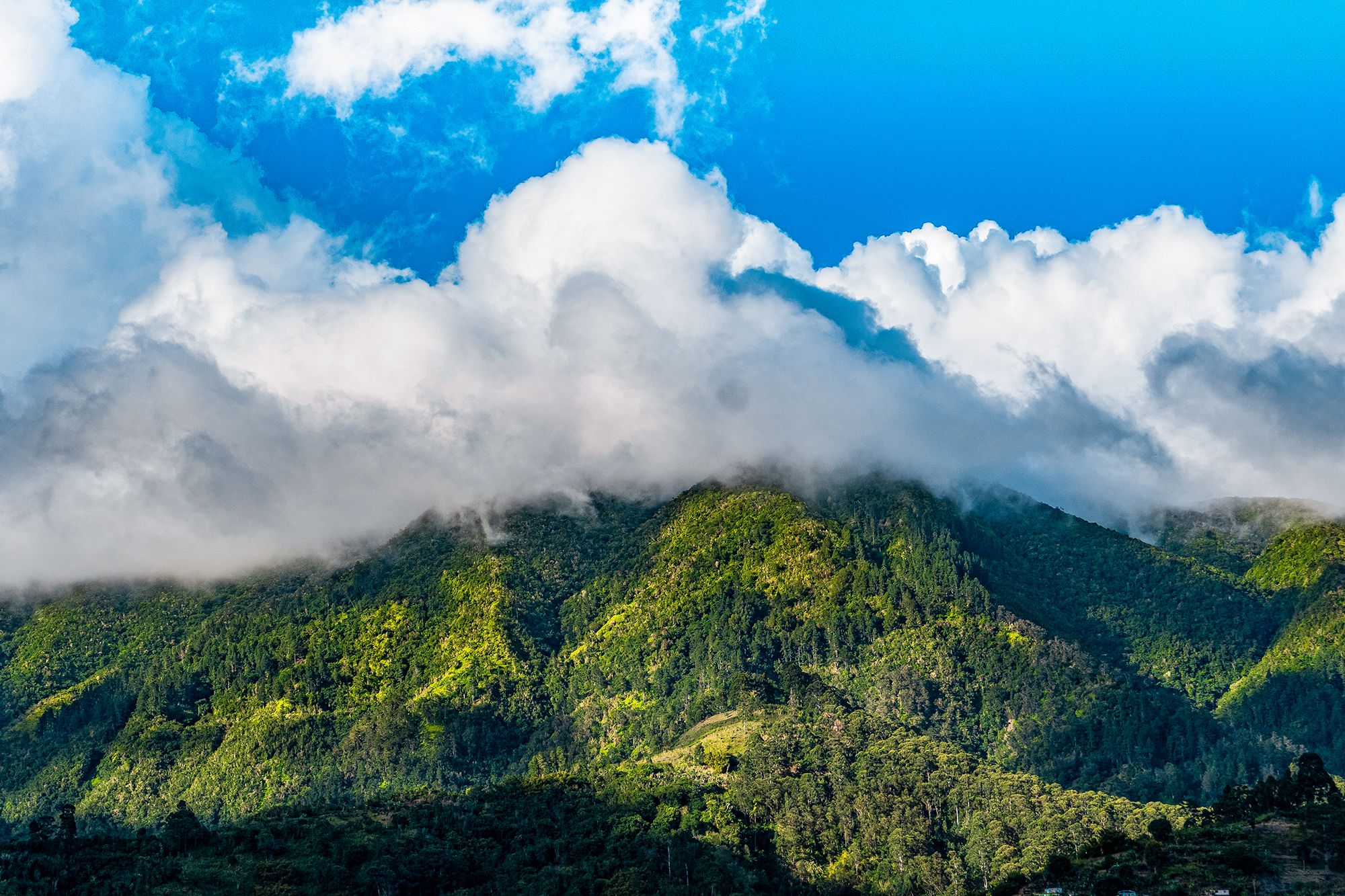 John Crow Mountains National Park Jamaica