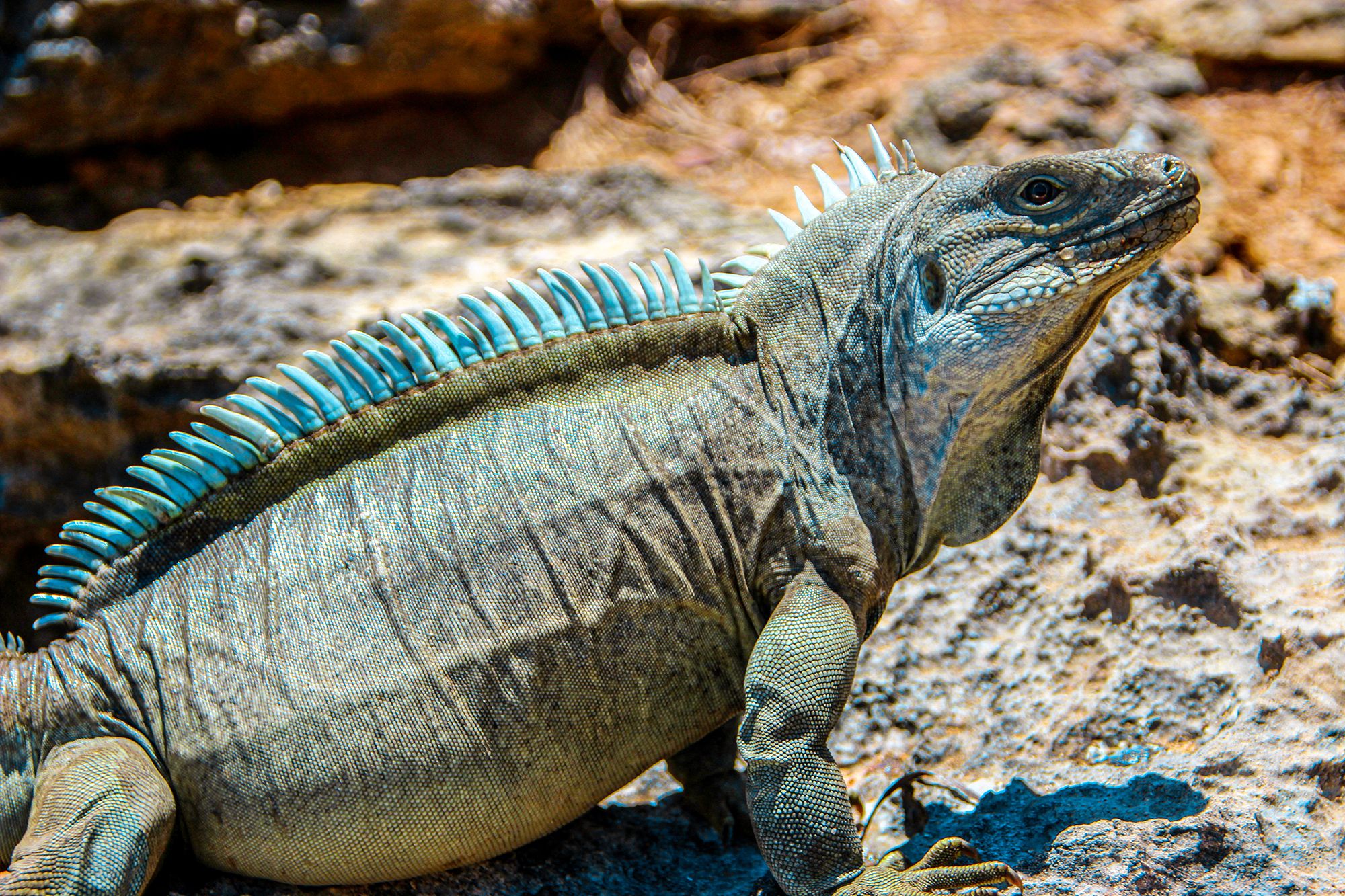 Princess Alexandra National Park Turks Caicos