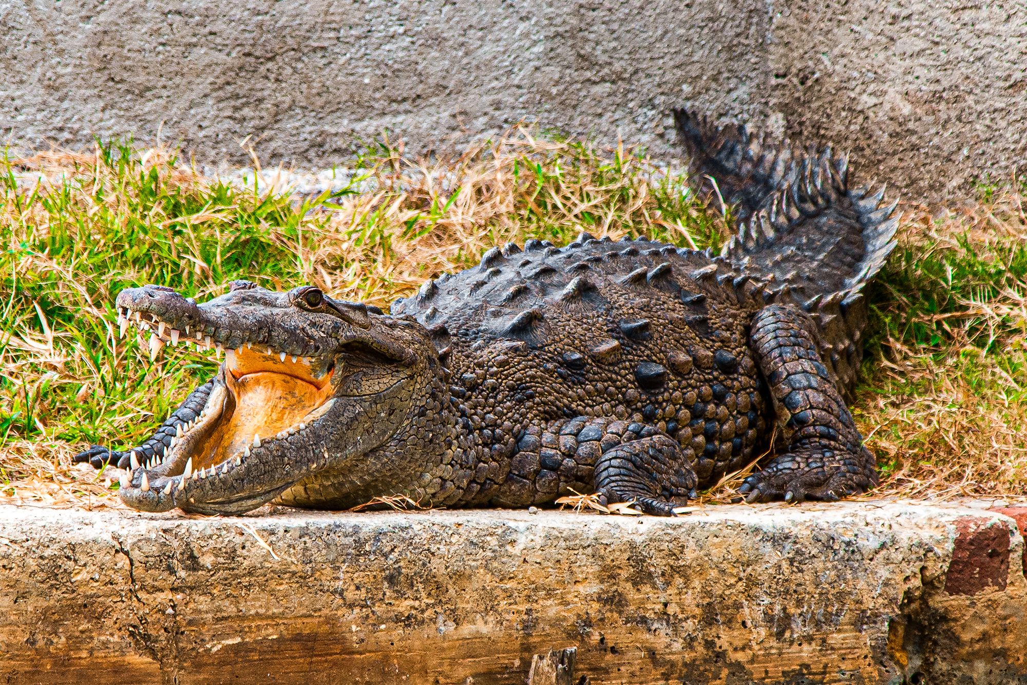 Swamp Safari Village Jamaica Cocodrile