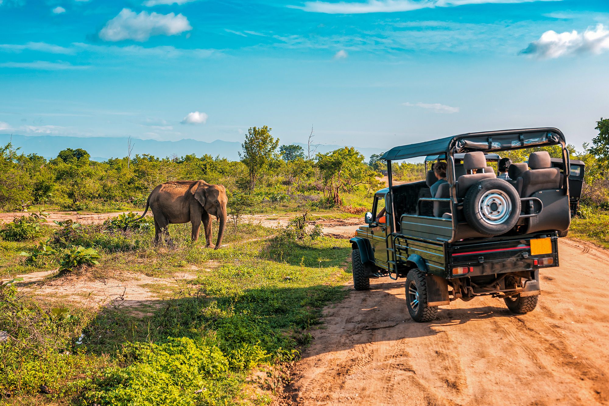 Safari Tour Car Elephant