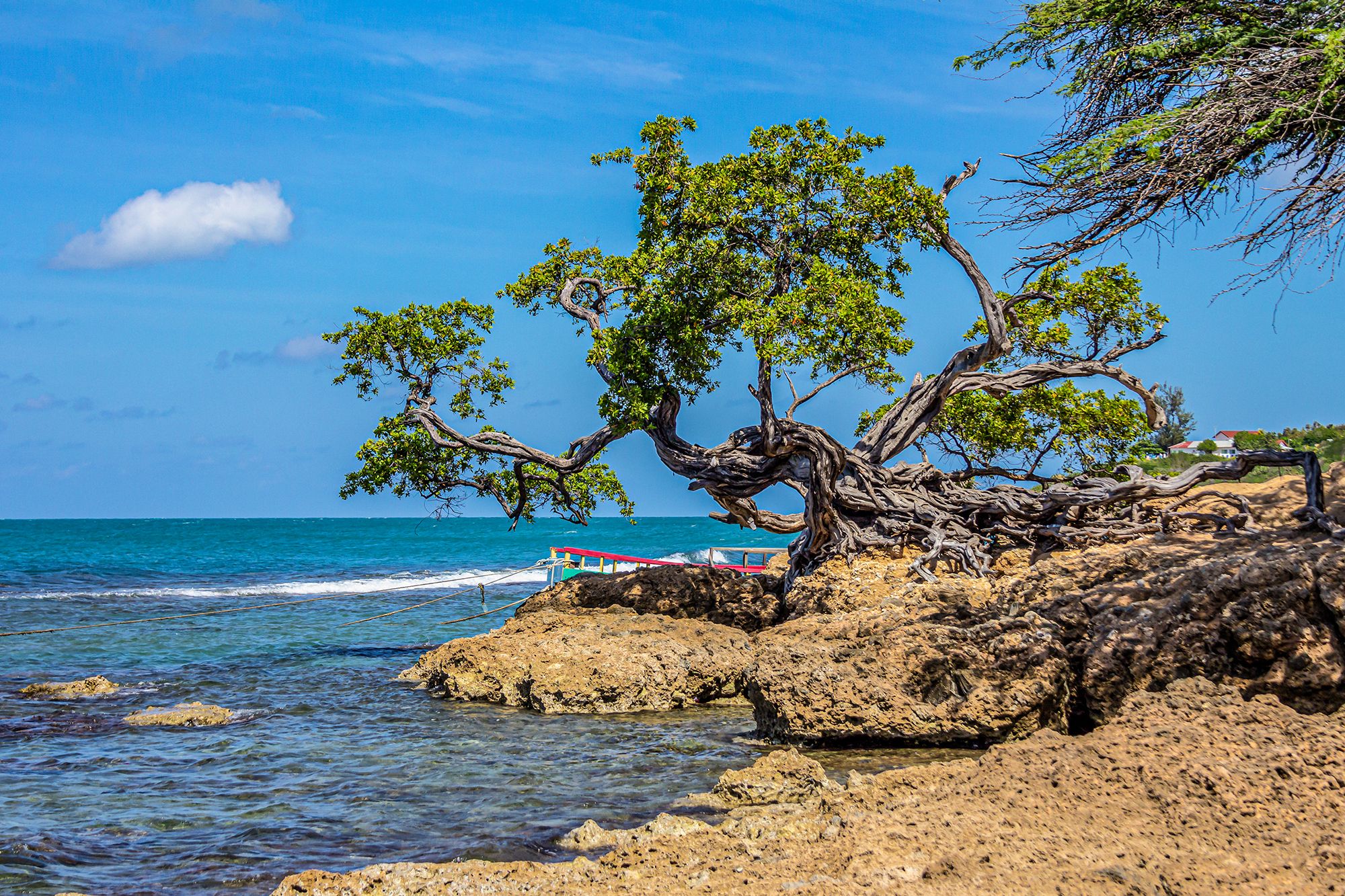 Treasure Beach Jamaica Tree Coral Shore